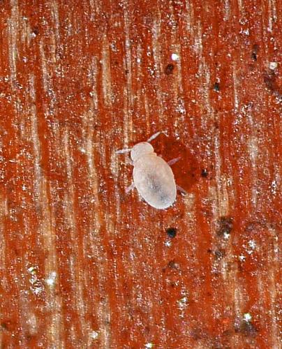 Réf. 353 438 : Neelus murinus